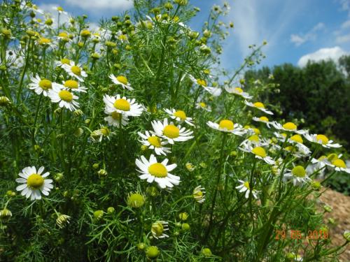 Blumenwiese